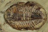 Colorful Asaphid Trilobite With Antennae - Fezouata Formation #353350-1
